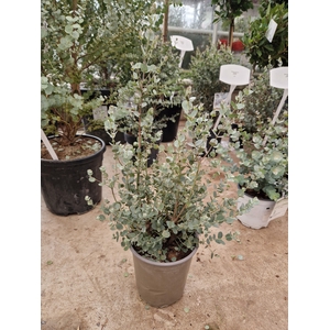 EUCAL GUNNII