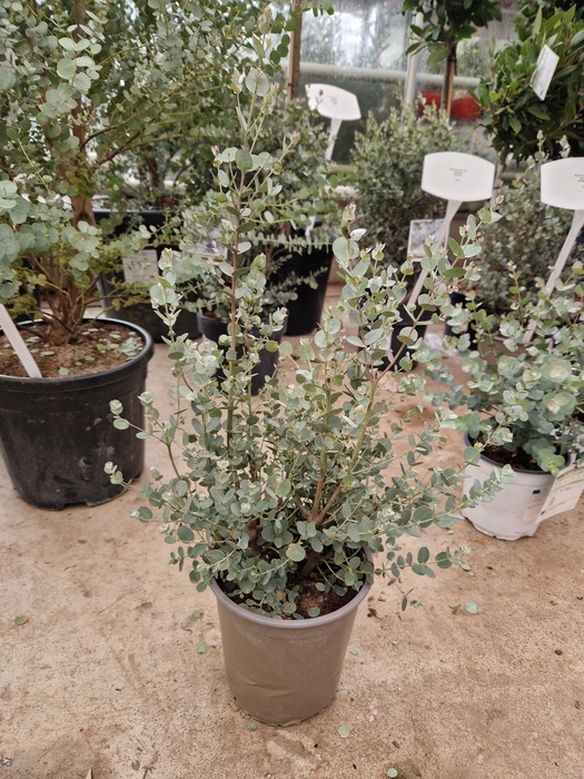 <h4>EUCAL GUNNII</h4>