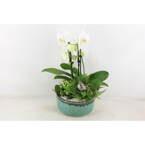 arr2 PL - Ker. pot verde Phal. 285/3 Bird