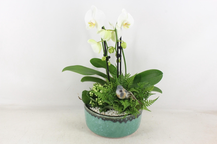 <h4>arr2 PL - Ker. pot verde Phal. 285/3 Bird</h4>