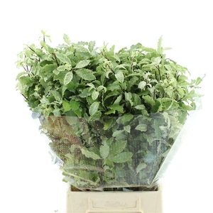 PITTOSPORUM BS