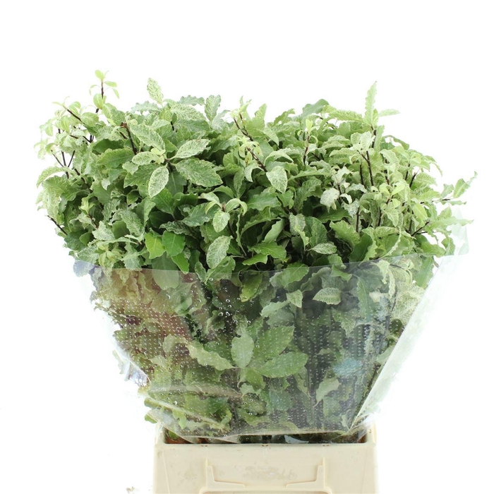 <h4>PITTOSPORUM BS</h4>