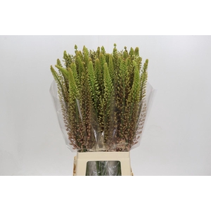 Eremurus Shelford Pink Star