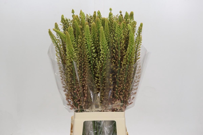 <h4>Eremurus Shelford Pink Star</h4>