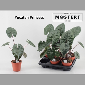 ALOC SA YUCATA PRINC