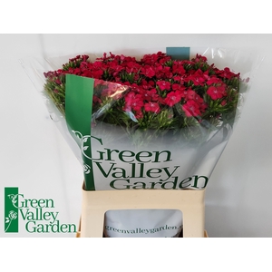 Di Barbatus Neon Cherry Green Valley