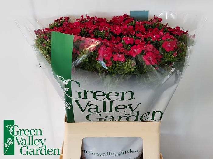 <h4>Di Barbatus Neon Cherry Green Valley</h4>