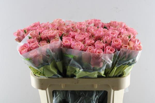 <h4>R Gr Hermosa+ L 70</h4>