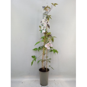 Clematis montana 'Mayleen'