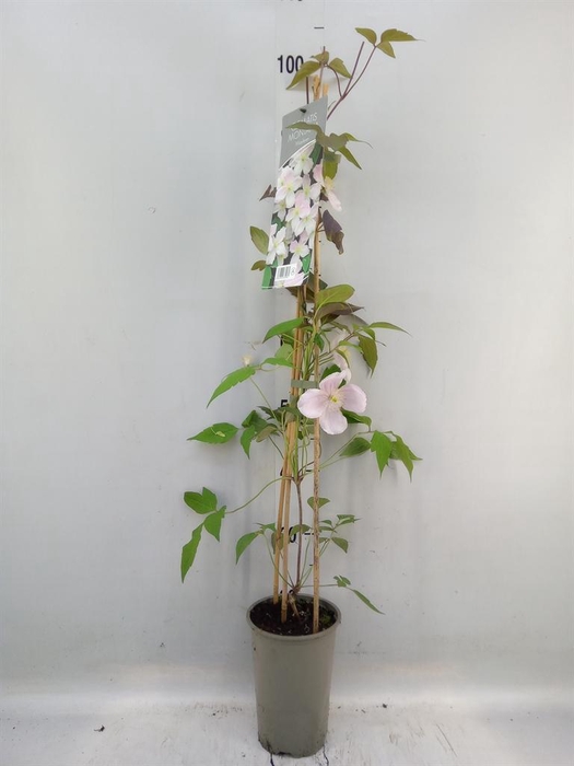 <h4>Clematis montana 'Mayleen'</h4>