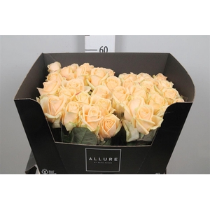 R Gr Avalanche Peach