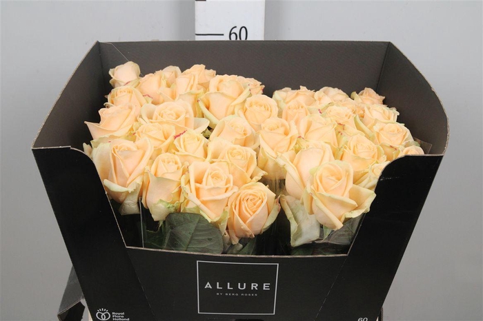 <h4>R Gr Avalanche Peach</h4>