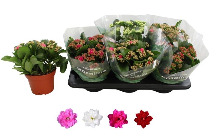 <h4>KAL GE RO GEM 4 KL</h4>