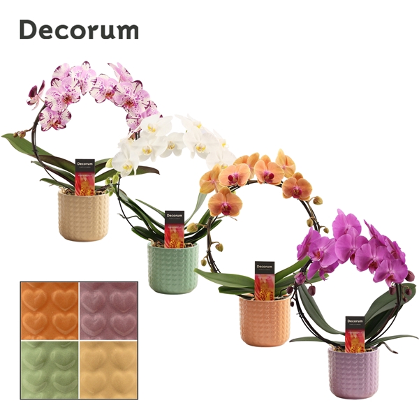 <h4>Phalaenopsis boog mix in Kaya (Craft world-collection)</h4>