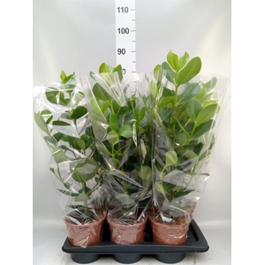 Clusia rosea 'Princess'