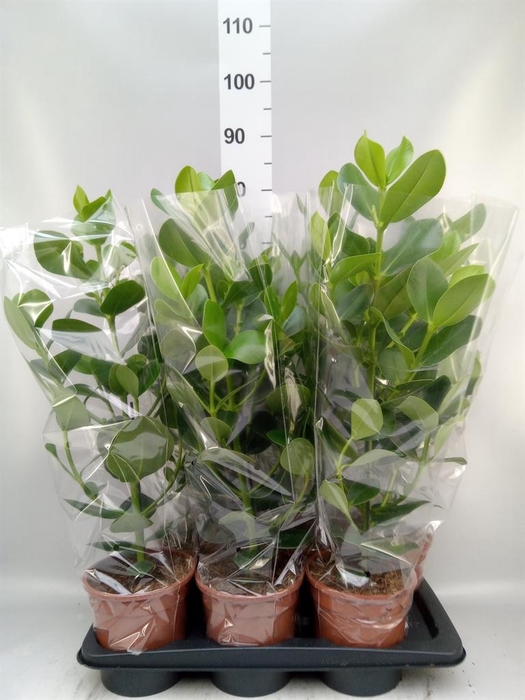 <h4>Clusia rosea 'Princess'</h4>