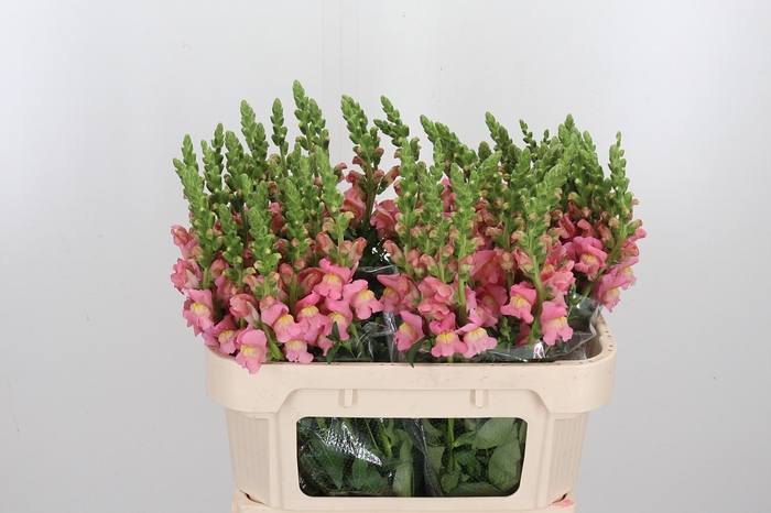 <h4>Antir Antibes Pink</h4>