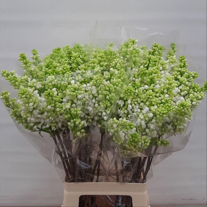 <h4>SYR V MME FL STEPMAN</h4>