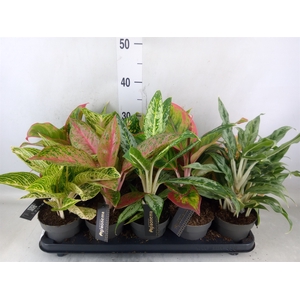 Aglaonema   ...