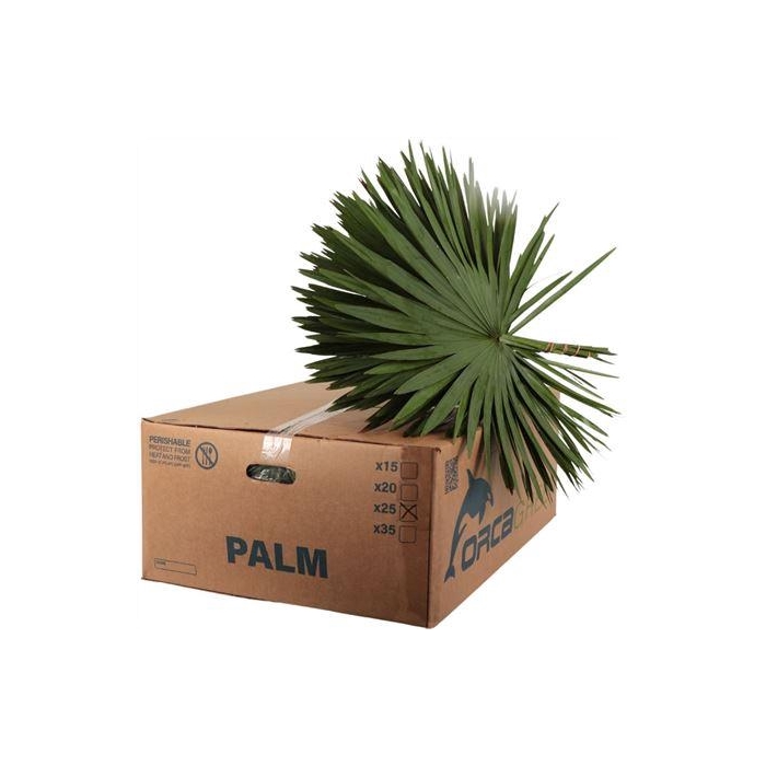 <h4>PALMETTO X25 ORCA</h4>