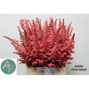 ASTIL C CORAL ISLAND