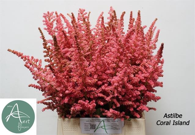 <h4>Astilbe Coral Island Aert</h4>