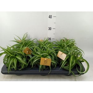 Chlorophytum com. 'Bonnie'