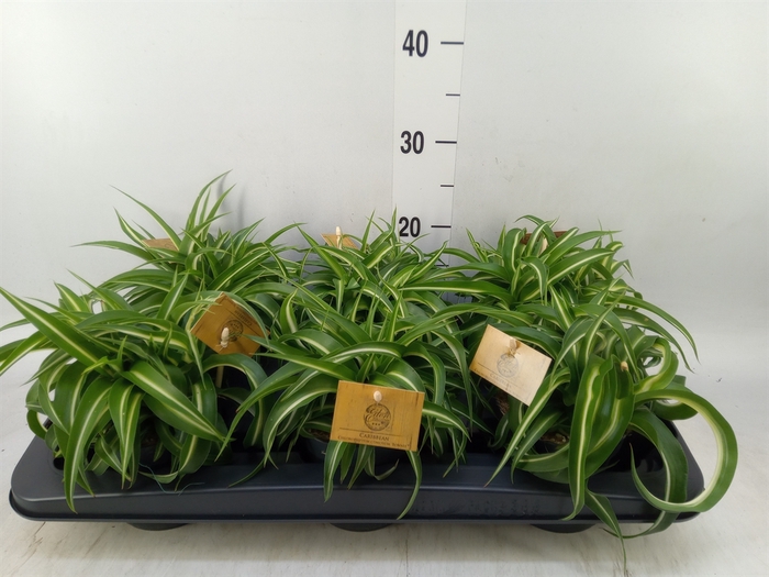 <h4>Chlorophytum com. 'Bonnie'</h4>
