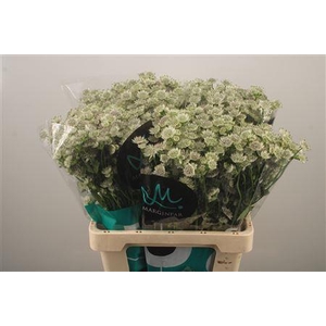 Astrantia Billion Stars White