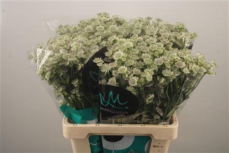 <h4>Astrantia Billion Stars White</h4>