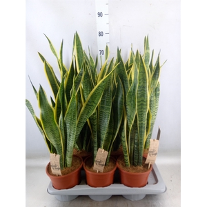 Sansevieria trifa. 'Laurentii'