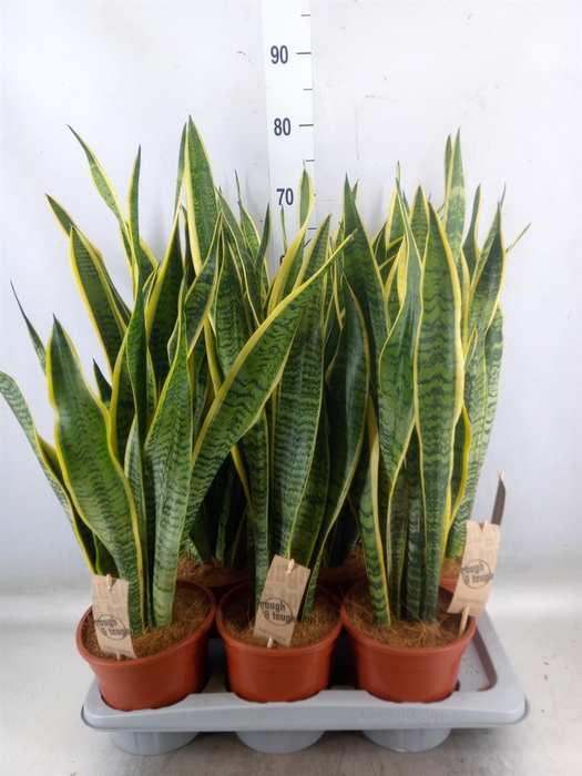 <h4>Sansevieria trifa. 'Laurentii'</h4>