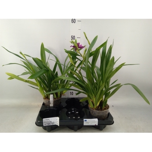 Orchideeen   ...