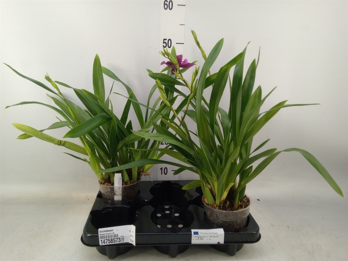 <h4>Orchideeen   ...</h4>
