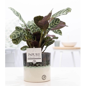 Ctenanthe Burle Marxii in Illusion cer.(perfectly imperfectable)