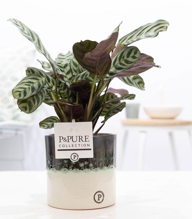 <h4>Ctenanthe Burle Marxii in Illusion cer.(perfectly imperfectable)</h4>