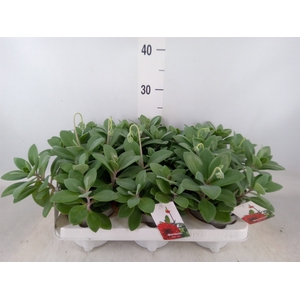 Senecio   ...