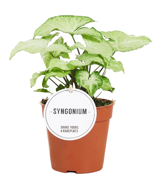 Syngonium