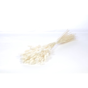 .Lagurus bleach white