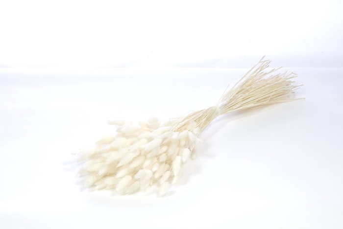.Lagurus bleach white