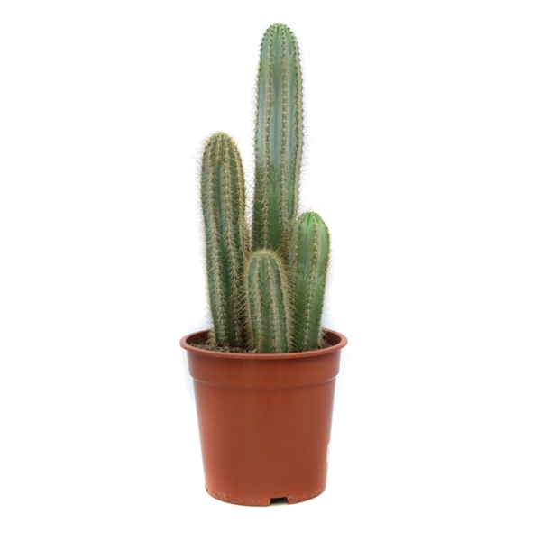 <h4>Pilosocereus pachycladus 21 cm</h4>