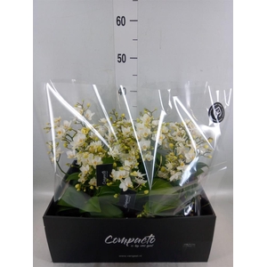 Phalaenopsis multi. 'Cream Punch'