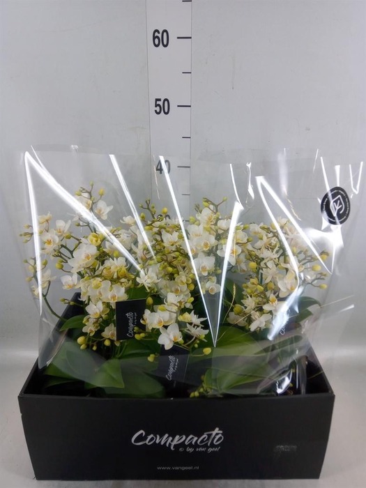 <h4>Phalaenopsis multi. 'Cream Punch'</h4>