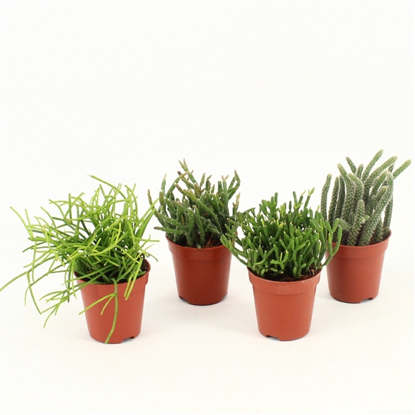 <h4>Rhipsalis gemengd P5,5 mini</h4>