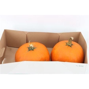 CUCURBITA PEPO