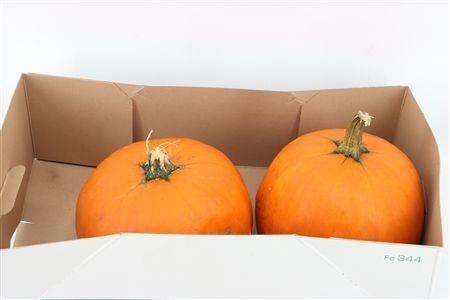 <h4>CUCURBITA PEPO</h4>
