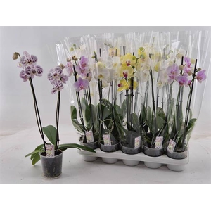 PHAL GEM