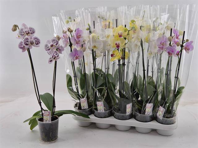 <h4>PHAL GEM</h4>