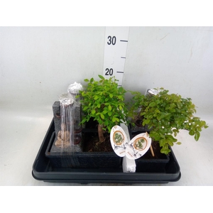 Bonsai   ...mix