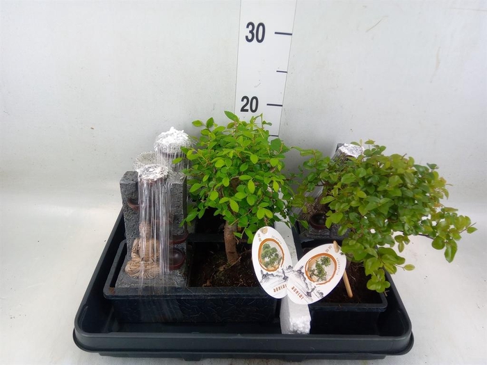 <h4>Bonsai   ...mix</h4>